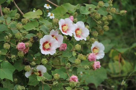 山芙蓉種植|山芙蓉 (分類, 特徵, 花, 圖片)